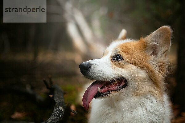 Ein Welsh Corgi Pembroke Hund sitzt im Wald. Im Wald