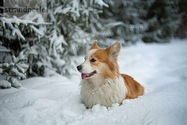 Welsh Corgi Pembroke Hund in Winterlandschaft. Glücklicher Hund im Schnee