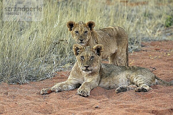 Löwe (Panthera leo)  zwei Jungtiere  Geschwister  wachsam  Tswalu Game Reserve  Kalahari  Nordkap  Südafrika