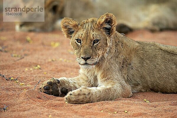 Löwe (Panthera leo)  Jungtier  wachsam  ruhend  Tswalu Game Reserve  Kalahari  Nordkap  Südafrika