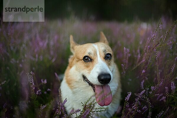 Pembroke Welsh Corgi Hund sitzt auf einer blühenden Heidekrautwiese. Glücklicher Hund  Polen  Europa