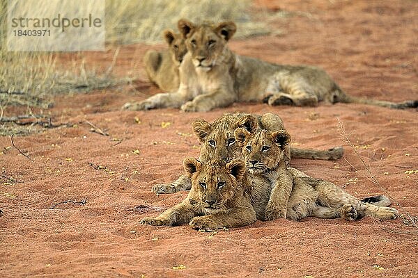 Löwe (Panthera leo)  drei Jungtiere  Geschwister  wachsam  Gruppe  Tswalu Game Reserve  Kalahari  Nordkap  Südafrika