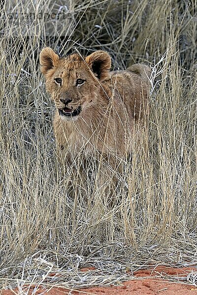 Löwe (Panthera leo)  Jungtier  wachsam  Tswalu Game Reserve  Kalahari  Nordkap  Südafrika