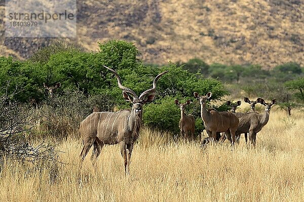 Sambesi Großkudu (Strepsiceros zambesiensis)  Großer Kudu  adult  männlich  weiblich  Gruppe  Tswalu Game Reserve  Kalahari  Nordkap  Südafrika