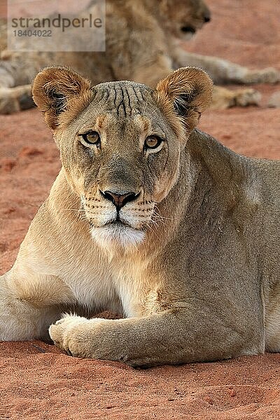 Löwe (Panthera leo)  adult  weiblich  wachsam  Portrait  Tswalu Game Reserve  Kalahari  Nordkap  Südafrika