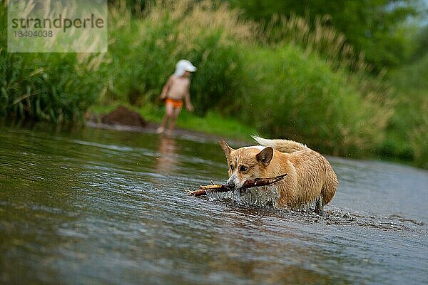 Corgi Hund läuft auf dem Wasser im Fluss und fängt einen Stock. Sommer  Polen  Europa