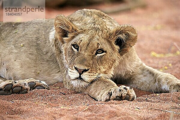 Löwe (Panthera leo)  Jungtier  wachsam  ruhend  Portrait  Tswalu Game Reserve  Kalahari  Nordkap  Südafrika