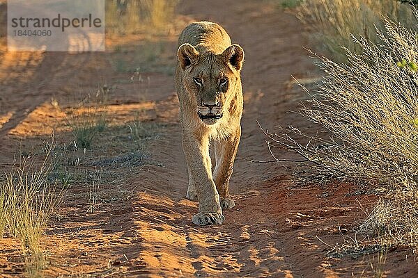 Löwe (Panthera leo)  adult  weiblich  wachsam  laufend  Tswalu Game Reserve  Kalahari  Nordkap  Südafrika