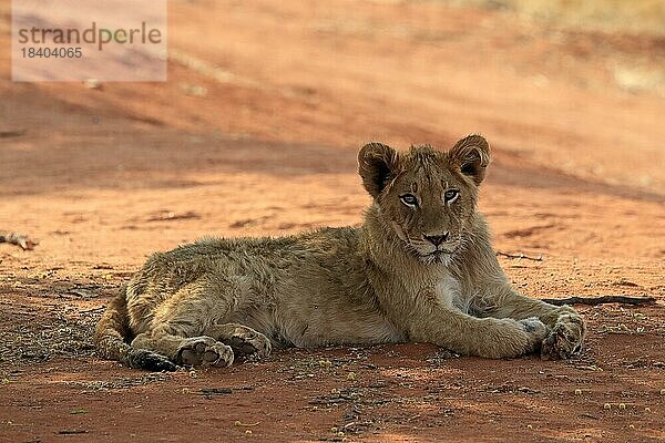 Löwe (Panthera leo)  Jungtier  ruhend  wachsam  Tswalu Game Reserve  Kalahari  Nordkap  Südafrika