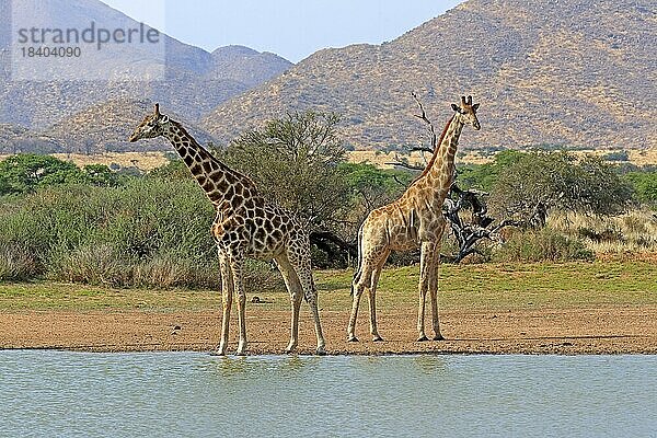 Kapgiraffe (Giraffa camelopardalis giraffa)  adult  am Wasser  Wasserloch  zwei Giraffen  Tswalu Game Reserve  Kalahari  Northern Cape  Südafrika