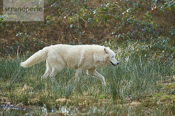 Alaska-Tundrawolf (Canis lupus albus)  adult  läuft  captive  Deutschland  Europa