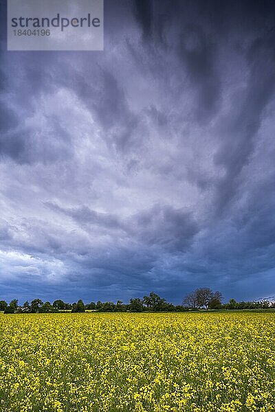 Landschaft im Frühling  ein gelb blühendes Rapsfeld am Abend mit dramatischem Wolkenhimmel  Baden-Württemberg  Deutschland  Europa