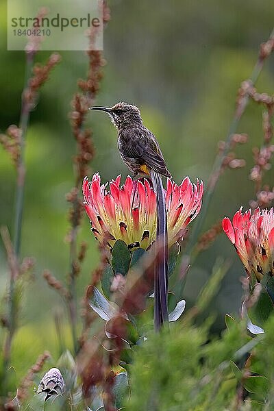 Kaphonigvogel (Promerops cafer)  adult  männlich  auf Blüte  Protea  wachsam  Kirstenbosch Botanischer Garten  Kapstadt  Südafrika