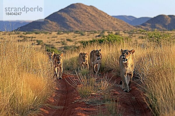 Löwe (Panthera leo)  adult  weiblich  Gruppe  wachsam  laufend  Tswalu Game Reserve  Kalahari  Nordkap  Südafrika