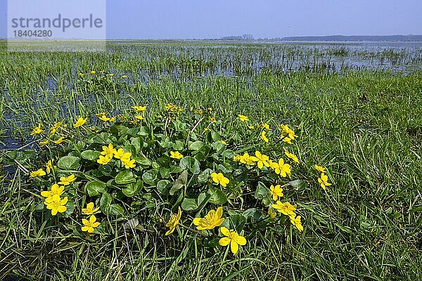 Sumpfdotterblume (Caltha palustris) in Feuchtwiese  Düpmmer See  Ochsenmoor  Lembruch  Niedersachsen  Deutschland  Europa