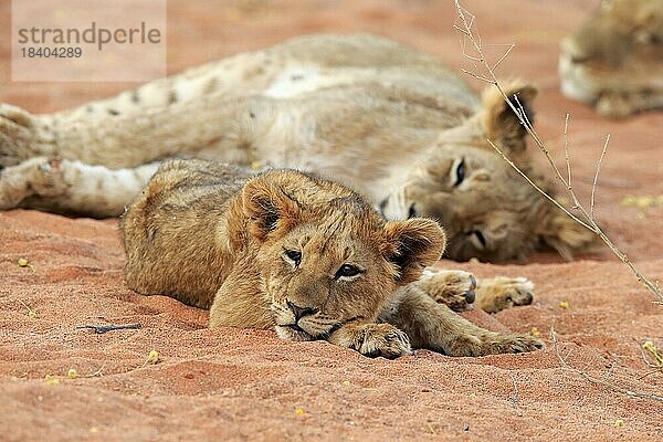 Löwe (Panthera leo)  Jungtier  ruhend  wachsam  Gruppe  Tswalu Game Reserve  Kalahari  Nordkap  Südafrika