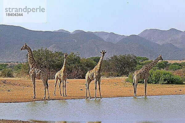 Kapgiraffe (Giraffa camelopardalis giraffa)  adult  am Wasser  Wasserloch  Gruppe  Tswalu Game Reserve  Kalahari  Northern Cape  Südafrika