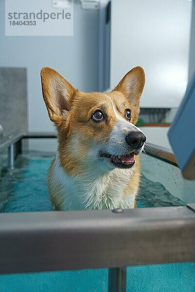 Rehabilitation von Hunden auf einem Wasserlaufband. animal health