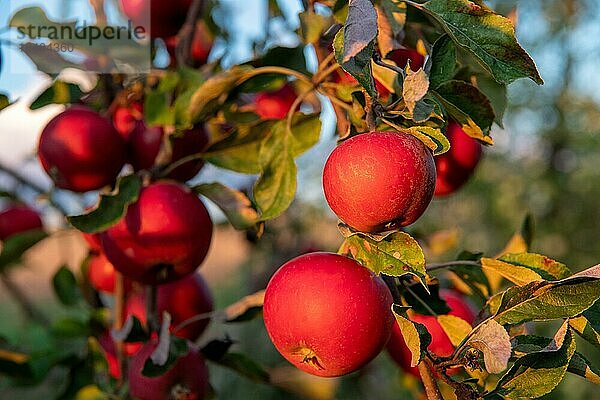 Erntereife rote Äpfel  Zweige  Apfelbaum  Hohenlohe  Baden-Württemberg  Deutschland  Europa