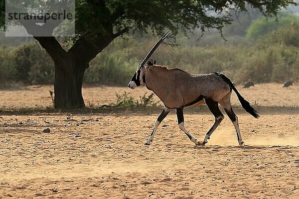 Spießbock (Oryx gazella)  Südafrikanischer Spießbock  adult  laufend  Nahrungßuche  Tswalu Game Reserve  Kalahari  Nordkap  Südafrika