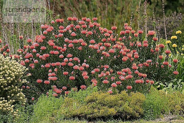 Nadelkissenprotea (Leucospermum species)  Protea  Blüte  blühend  Blume  Büsche  Pflanze  Kirstenbosch Botanischer Garten  Kapstadt  Südafrika