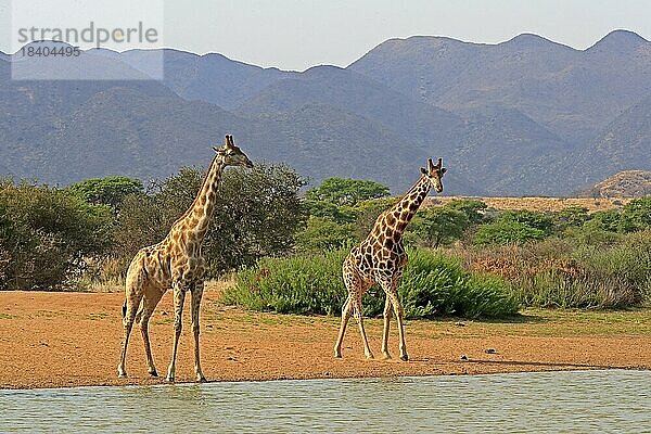 Kapgiraffe (Giraffa camelopardalis giraffa)  adult  am Wasser  Wasserloch  zwei Giraffen  Tswalu Game Reserve  Kalahari  Northern Cape  Südafrika