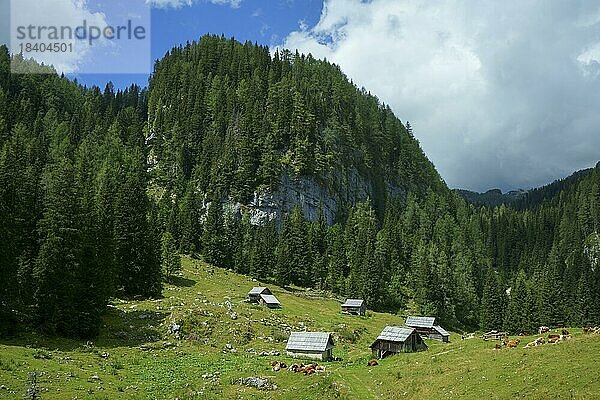 Bewaldete Hügel  grüne Wiesen mit rotbunten Kühen und Holzhütten an einem sonnigen Tag in den Bergen. Slowenien  Stara Fuzina  Triglav-Nationalpark