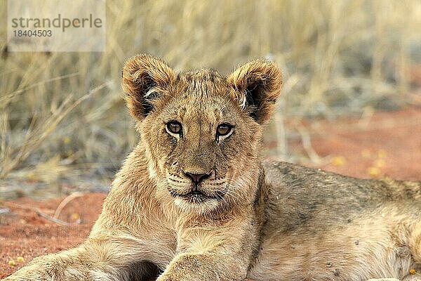 Löwe (Panthera leo)  Jungtier  wachsam  ruhend  Portrait  Tswalu Game Reserve  Kalahari  Nordkap  Südafrika