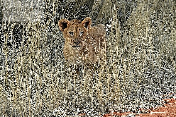 Löwe (Panthera leo)  Jungtier  wachsam  Tswalu Game Reserve  Kalahari  Nordkap  Südafrika