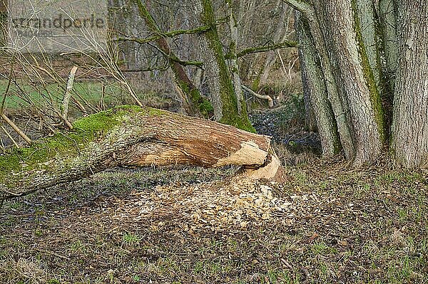 Biber (Castor fiber) Fraßspuren an gefällten Baum  Odenwald  Bayern  Deutschland  Europa