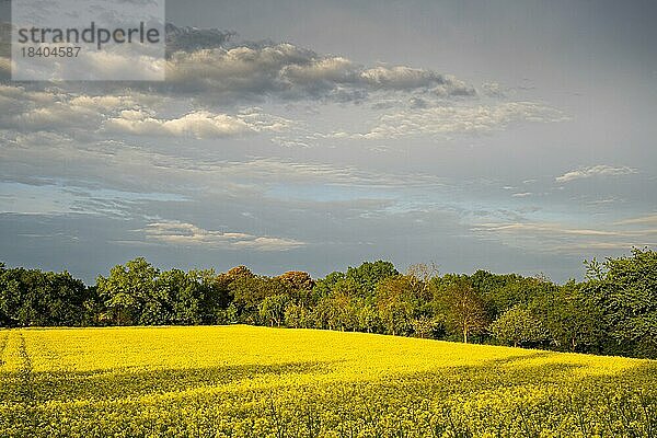 Landschaft im Frühling  ein gelb blühendes Rapsfeld zur goldenen Stunde am Abend nach einem Regenschauer  Baden-Württemberg  Deutschland  Europa