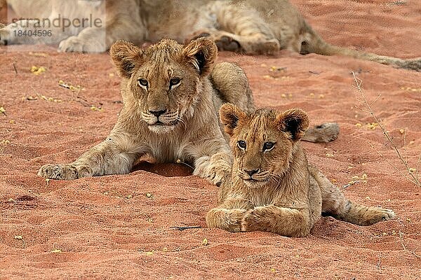 Löwe (Panthera leo)  zwei Jungtiere  wachsam  ruhend  Geschwister  Tswalu Game Reserve  Kalahari  Nordkap  Südafrika
