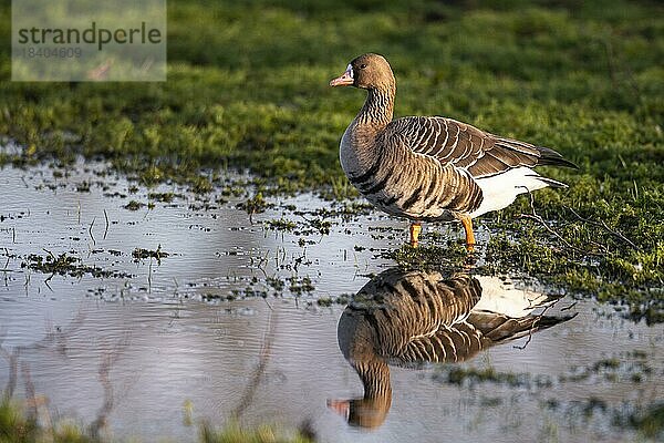 Blässgans (Anser albifrons)  Dümmer See  Hüde  Niedersachsen  Deutschland  Europa