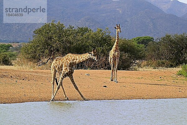 Kapgiraffe (Giraffa camelopardalis giraffa)  adult  am Wasser  trinkend  Wasserloch  zwei Giraffen  Tswalu Game Reserve  Kalahari  Northern Cape  Südafrika