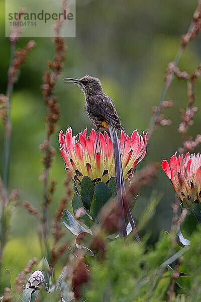 Kaphonigvogel (Promerops cafer)  adult  männlich  rufend  auf Blüte  Protea  wachsam  Kirstenbosch Botanischer Garten  Kapstadt  Südafrika