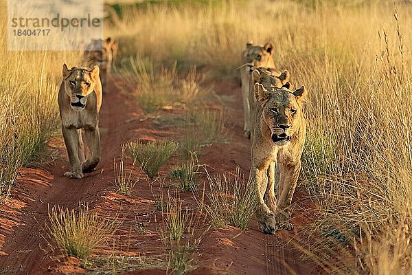 Löwe (Panthera leo)  adult  weiblich  Gruppe  wachsam  laufend  Tswalu Game Reserve  Kalahari  Nordkap  Südafrika