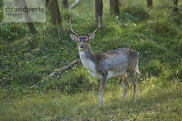 Damhirsch (Dama dama)  Herbst  Amsterdamse Waterleidingsduinen  Nordholland  Niederlande  Europa