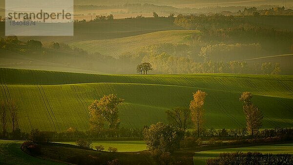 Schöne mährische Felder mit Baumalleen im Morgennebel. Tschechische Republik  Mähren  Tschechische Republik  Europa