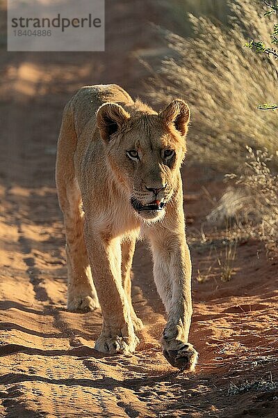 Löwe (Panthera leo)  adult  weiblich  wachsam  laufend  Tswalu Game Reserve  Kalahari  Nordkap  Südafrika