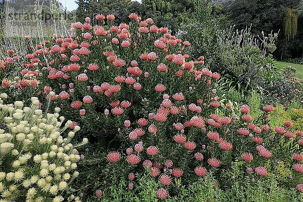 Nadelkissenprotea (Leucospermum species)  Protea  Blüte  blühend  Blume  Büsche  Pflanze  Kirstenbosch Botanischer Garten  Kapstadt  Südafrika