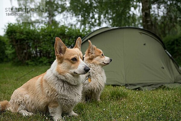Welsh Corgi Pembroke Hunde bewachen das Campingzelt. Im Freien  Polen  Europa