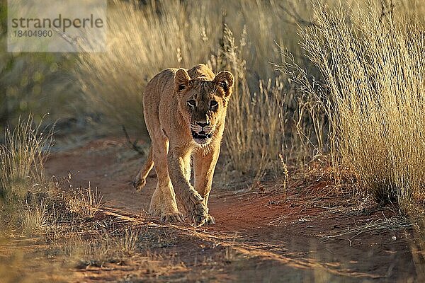 Löwe (Panthera leo)  adult  weiblich  wachsam  laufend  Tswalu Game Reserve  Kalahari  Nordkap  Südafrika