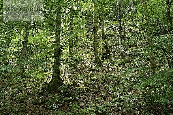 Mit Moos und Flechten überwachsene Buchen (Fagus sylvatica) an einem Hang in einem Bergwald mit Felsen und Geröll. Slowenien  Ukanc  Triglav-Nationalpark