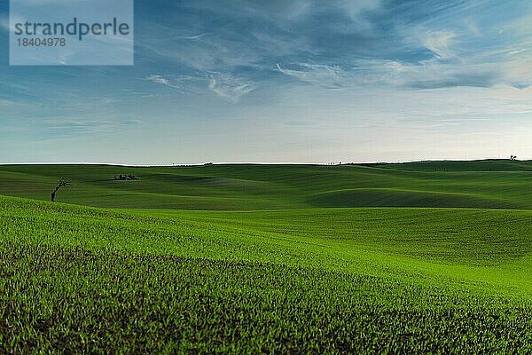 Ein wunderschönes Panorama von schön gewellten grünen mährischen Feldern mit einem einsamen Baum und einer Insel. Tschechische Republik  Mähren  Tschechische Republik  Europa
