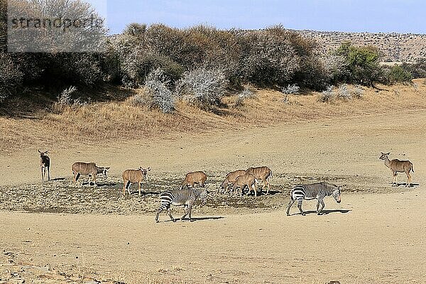 Sambesi Großkudu (Strepsiceros zambesiensis)  Großer Kudu  adult  weiblich  ausgetrocknetes Wasserloch  Kap Bergzebra (Equus zebra zebra)  Mountain Zebra Nationalpark  Ostkap  Südafrika