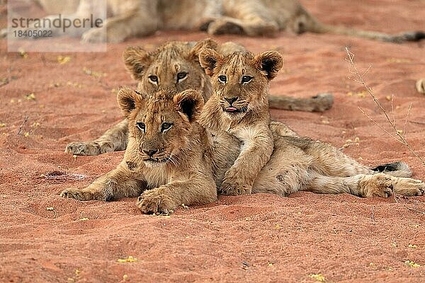 Löwe (Panthera leo)  drei Jungtiere  Geschwister  wachsam  Gruppe  Tswalu Game Reserve  Kalahari  Nordkap  Südafrika