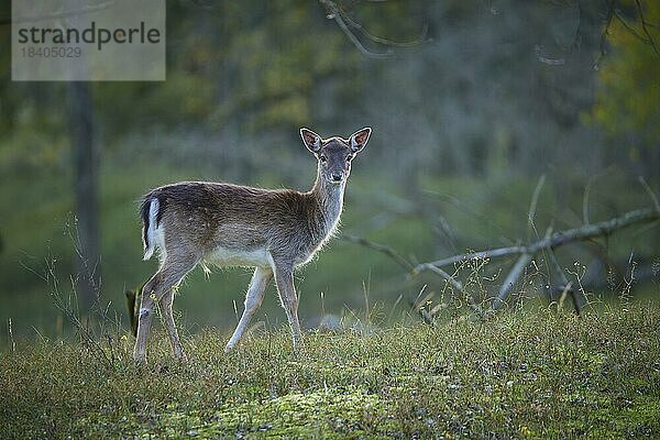 Damhirsch (Dama dama)  Kalb  Jungtier  Herbst  Amsterdamse Waterleidingsduinen  Nordholland  Niederlande  Europa