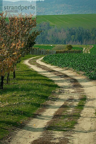 Eine Straße  die sich durch Felder und Weinberge schlängelt. Mähren  Tschechische Republik  Mähren  Europa