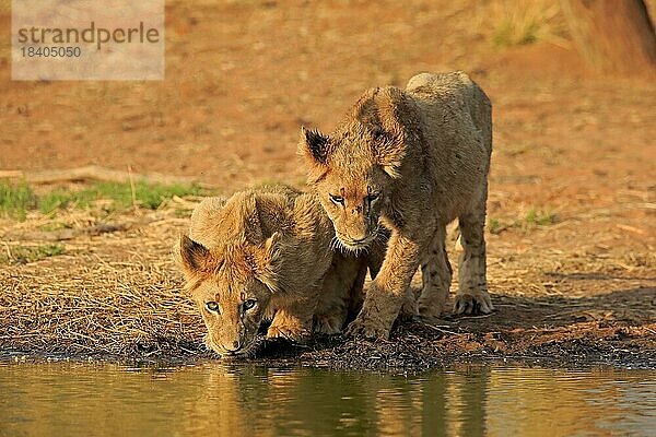 Löwe (Panthera leo)  zwei Jungtiere  Geschwister  am Wasser  trinkend  Tswalu Game Reserve  Kalahari  Nordkap  Südafrika