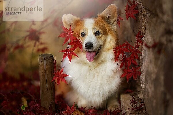 Ein Welsh Corgi Pembroke Hund  der zwischen den Blättern eines japanischen Ahornbaums steht. Polen
